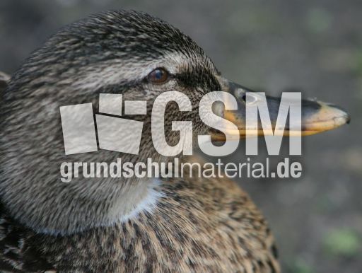 Schnabel-Stockente- 009.jpg